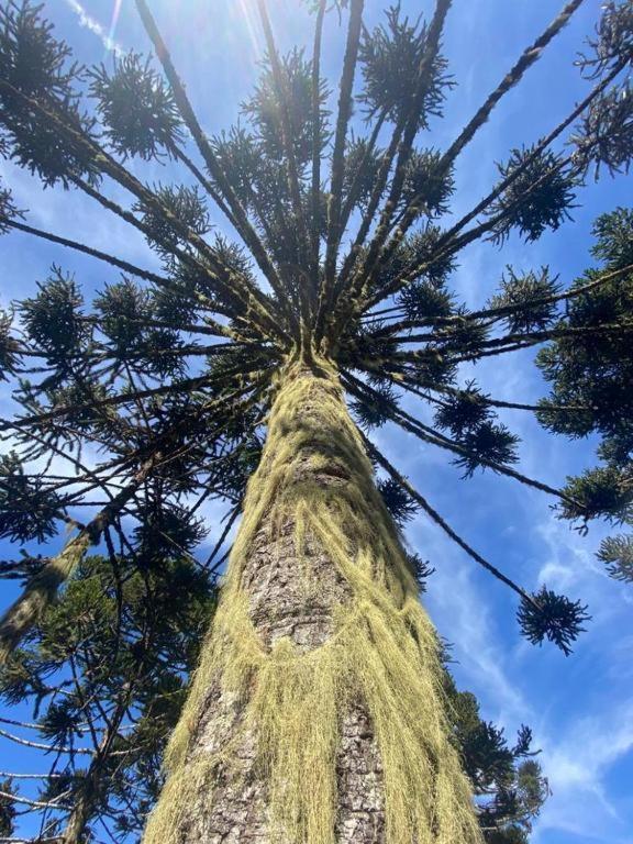 Recanto Luz Da Serra Urubici Bagian luar foto